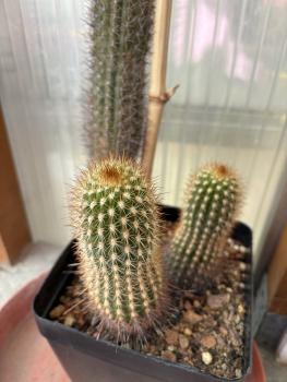 Preview: Cleistocactus spec.
